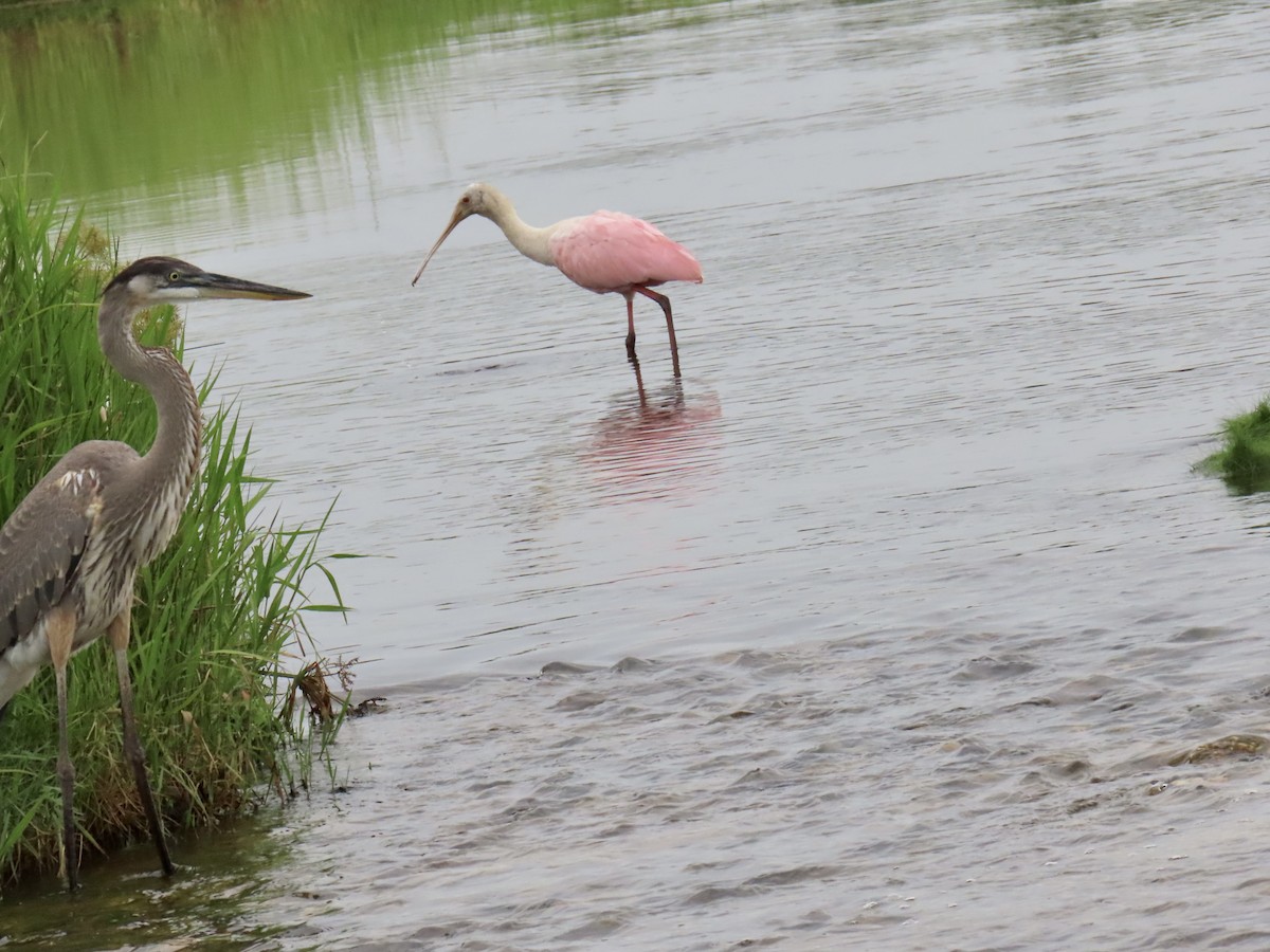 Roseate Spoonbill - ML638330965