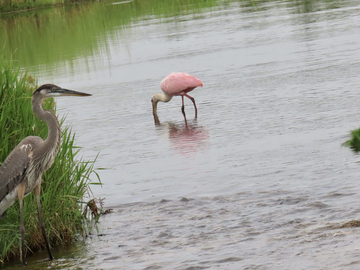 Roseate Spoonbill - ML638330966