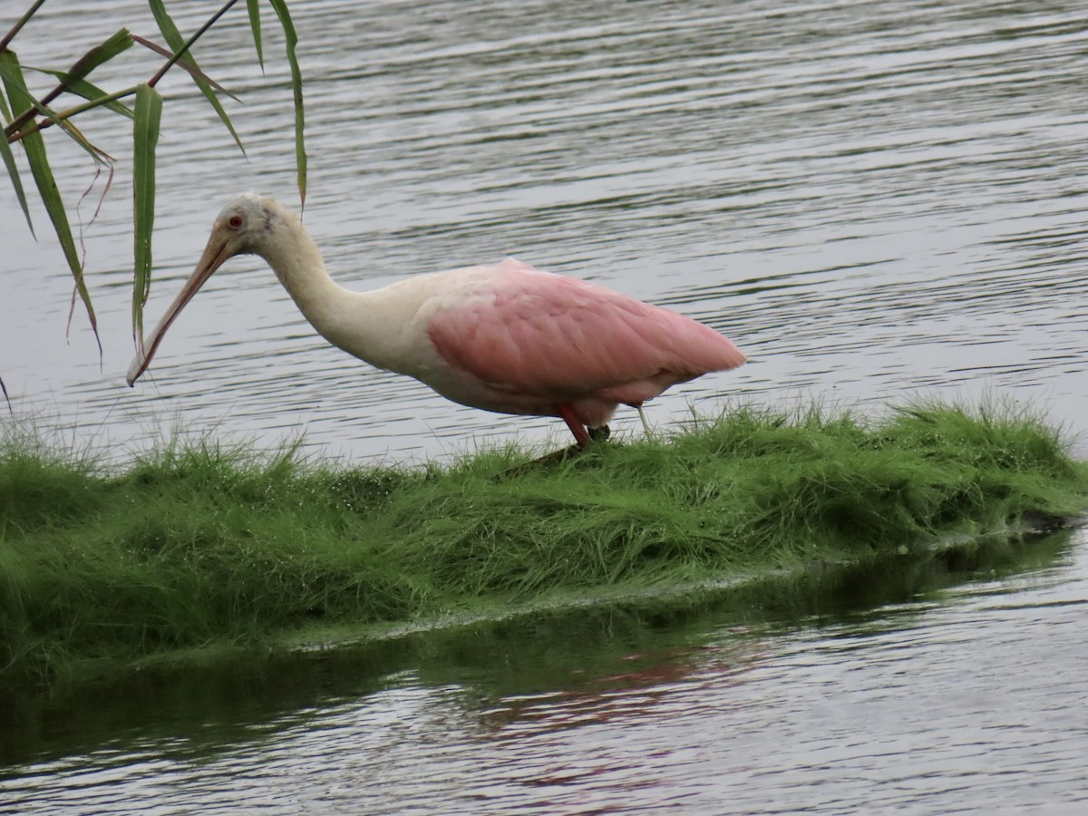 Roseate Spoonbill - ML638330969