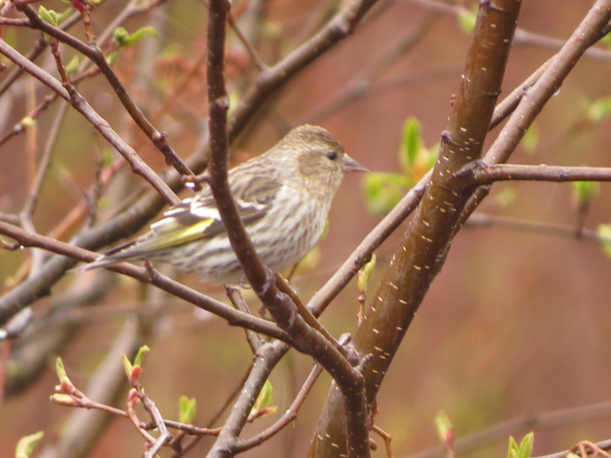 Pine Siskin - ML638330972