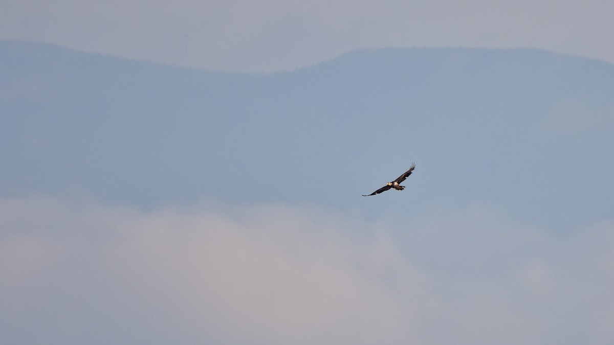 Bald Eagle - ML638330975