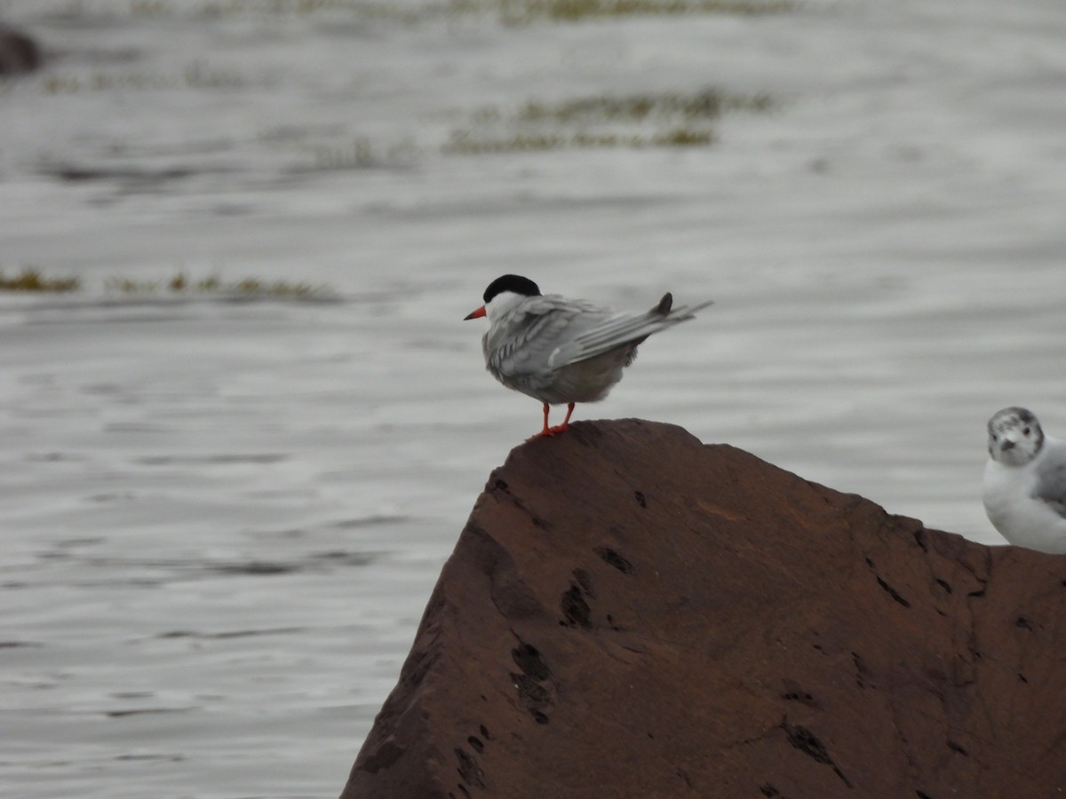 Common Tern - ML638330980