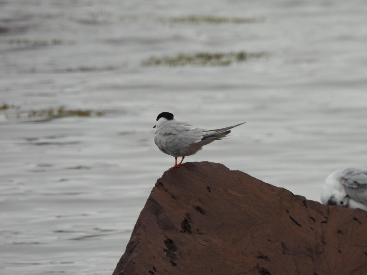 Common Tern - ML638330981