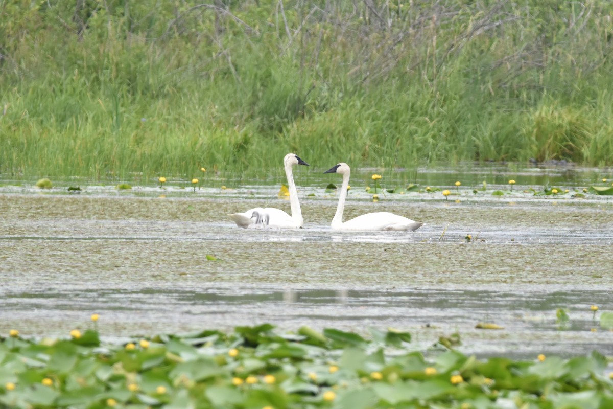 Trumpeter Swan - ML638330984