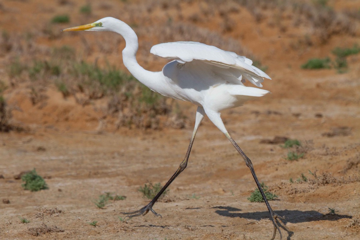 egretthegre - ML638331001