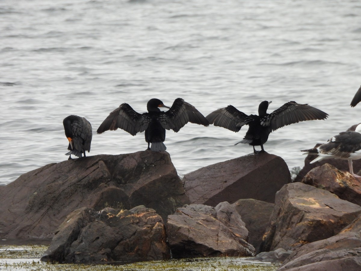 Double-crested Cormorant - ML638331004