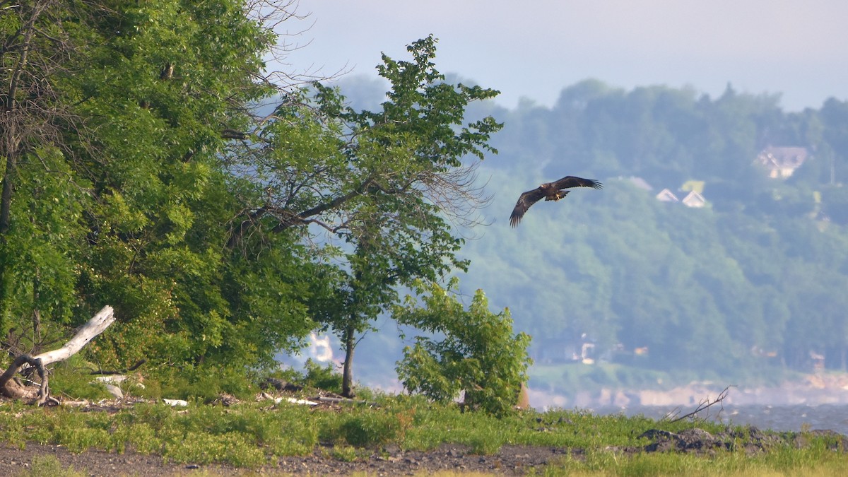 Bald Eagle - ML638331005