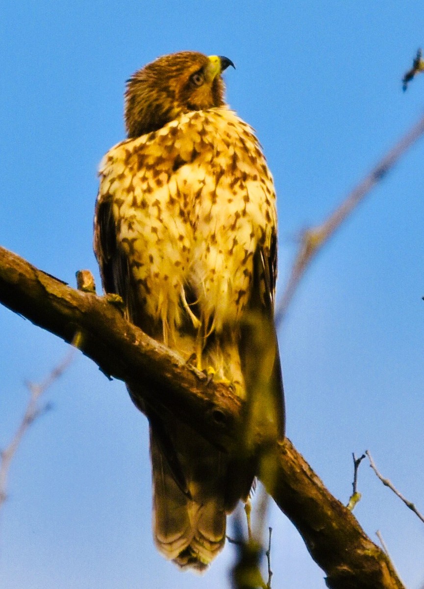 Kızıl Omuzlu Şahin - ML638331032