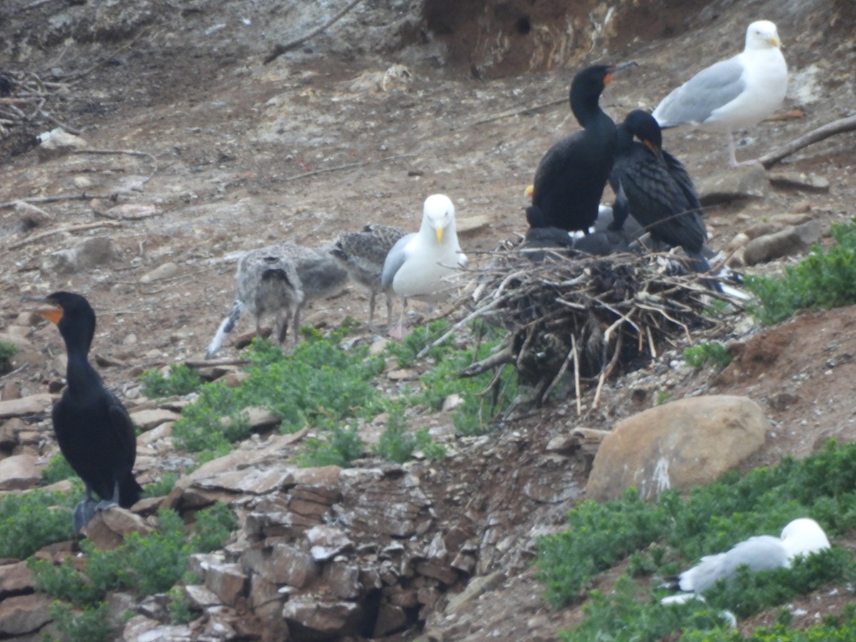 Double-crested Cormorant - ML638331052