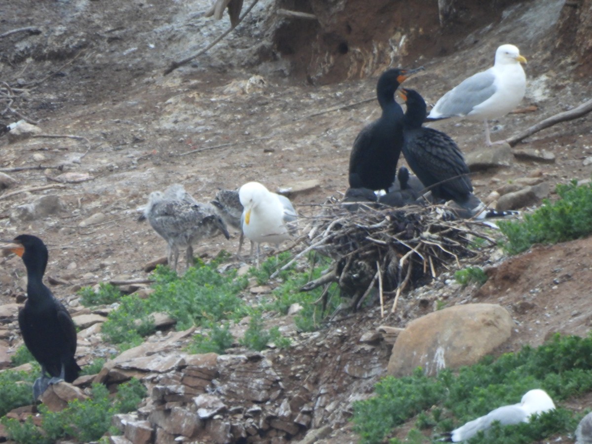 Double-crested Cormorant - ML638331068