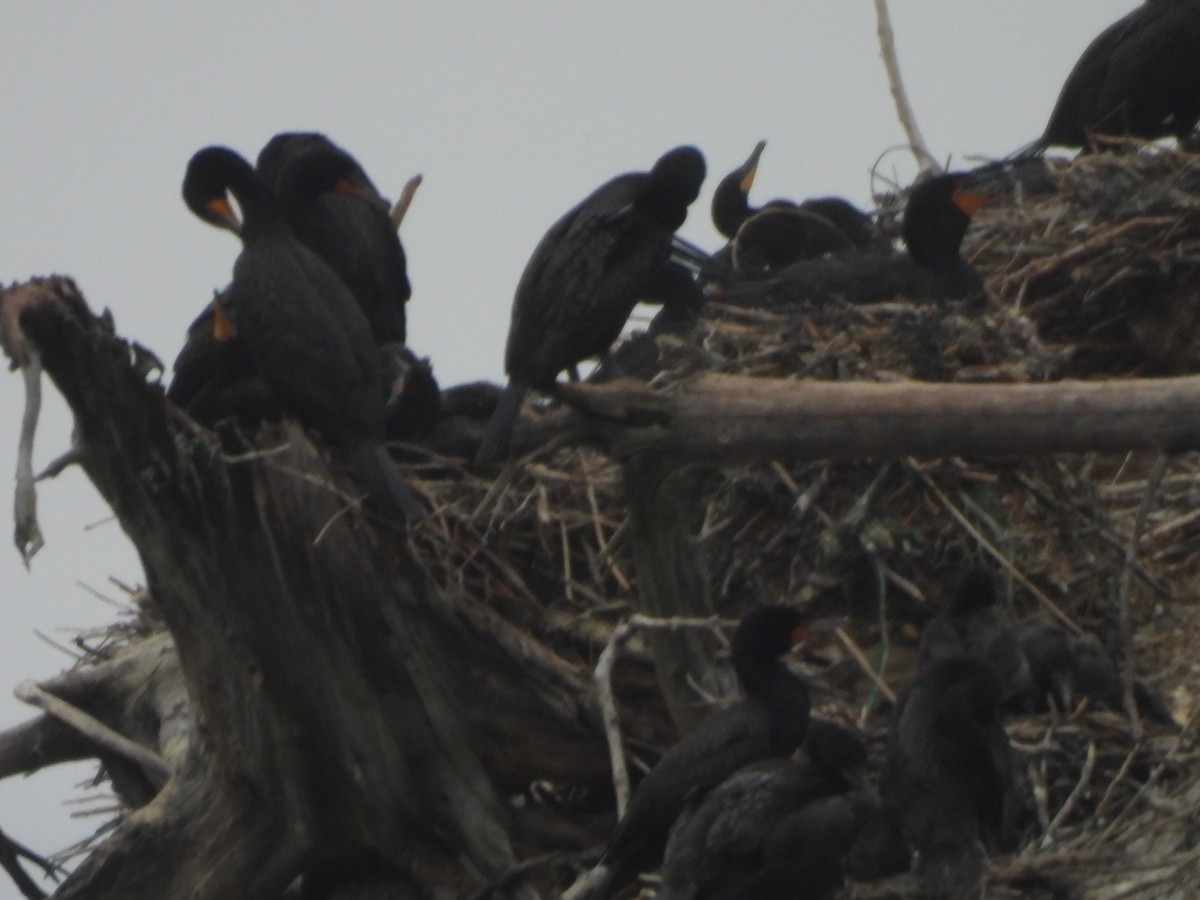 Double-crested Cormorant - ML638331081