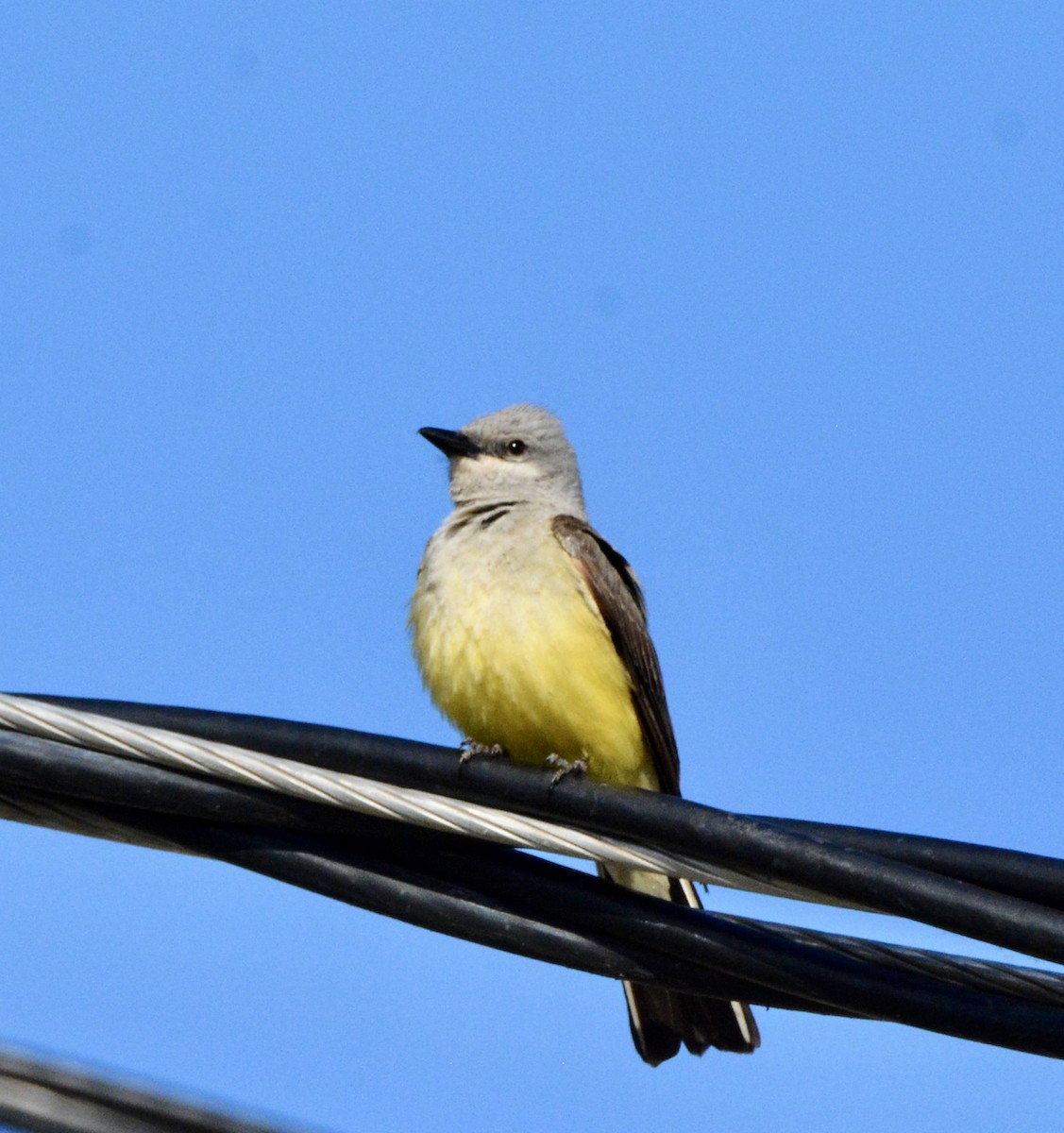 Western Kingbird - ML638331085