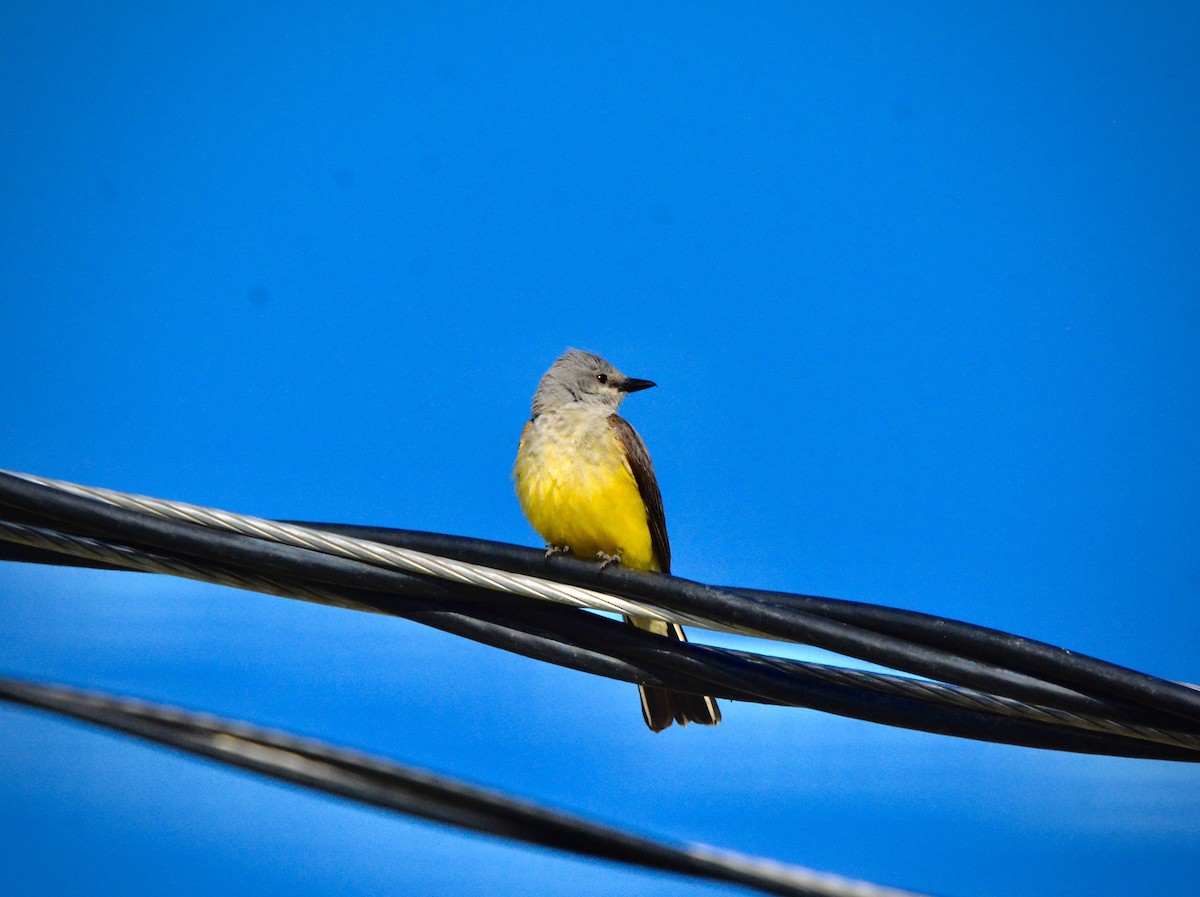 Western Kingbird - ML638331086