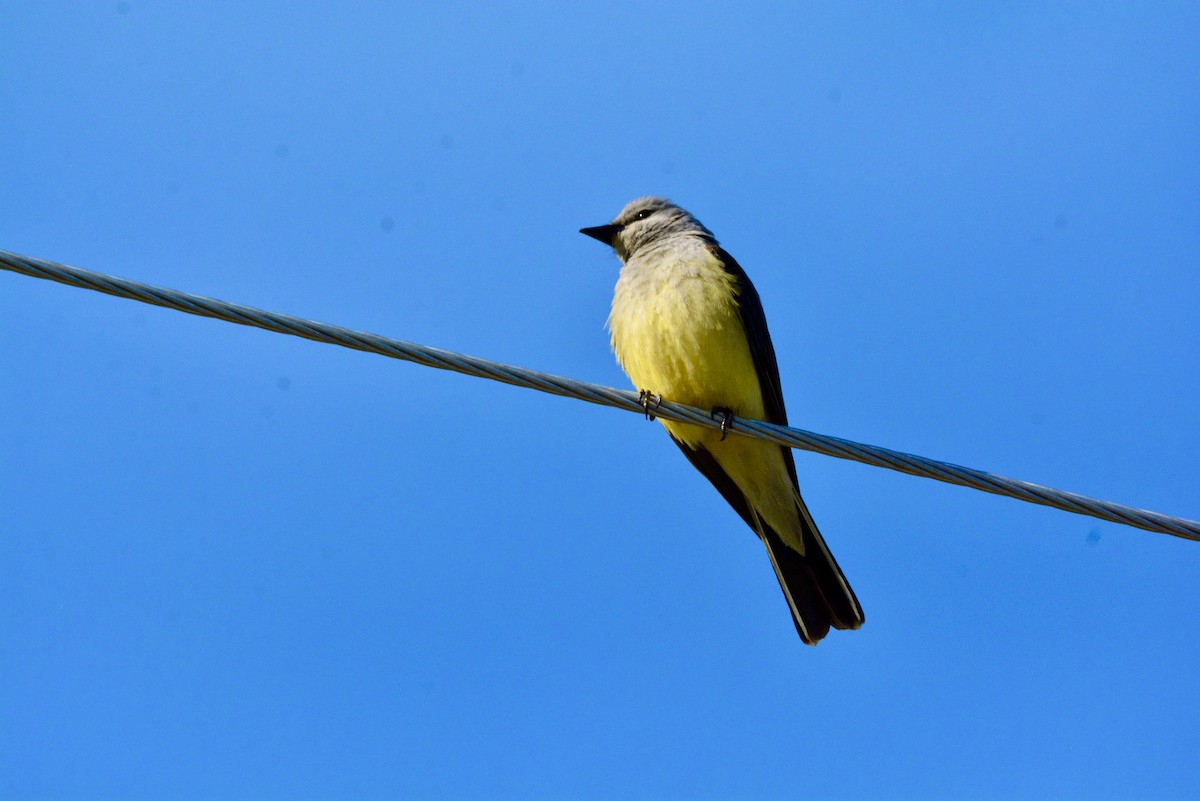 Western Kingbird - ML638331087