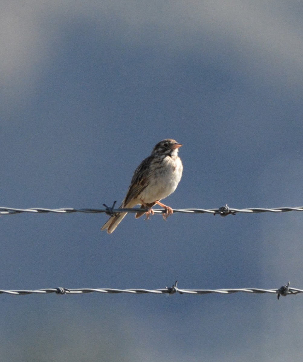 Vesper Sparrow - ML638331096