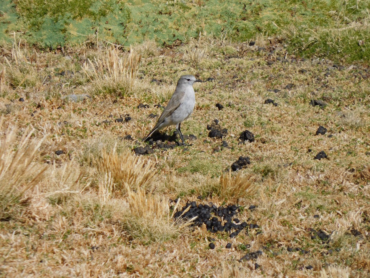 White-fronted Ground-Tyrant - ML638331108