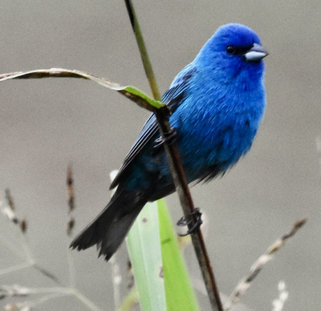 Indigo Bunting - ML638331109