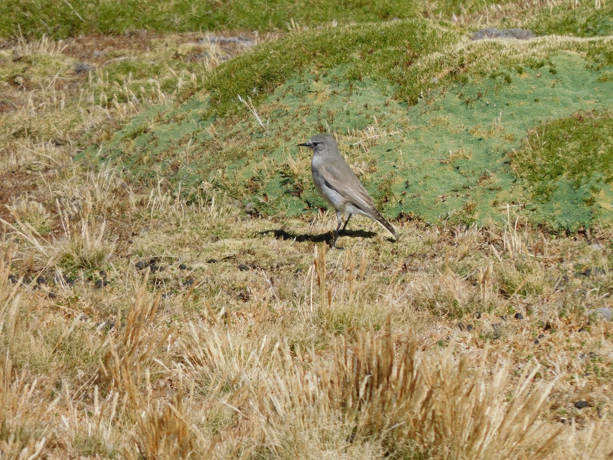 White-fronted Ground-Tyrant - ML638331114