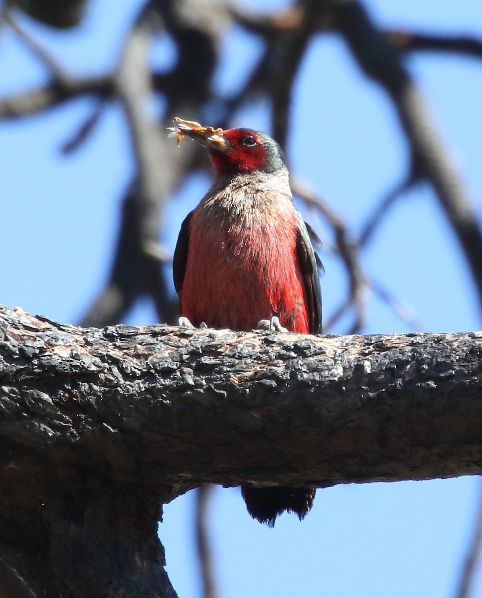 Lewis's Woodpecker - ML638331122