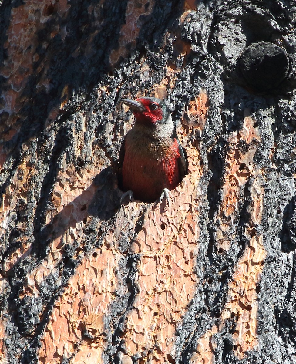 Lewis's Woodpecker - ML638331123