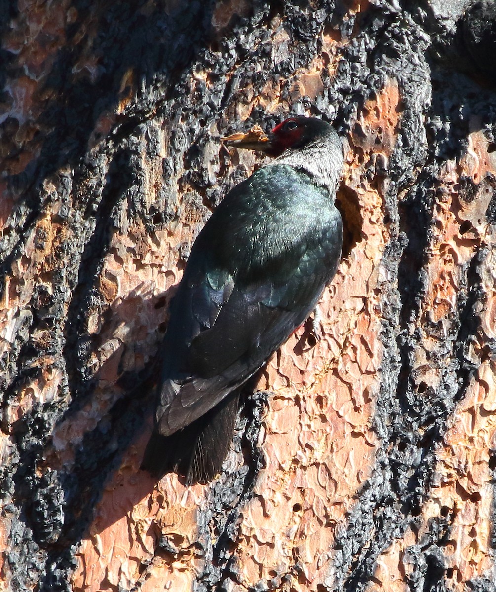 Lewis's Woodpecker - ML638331124