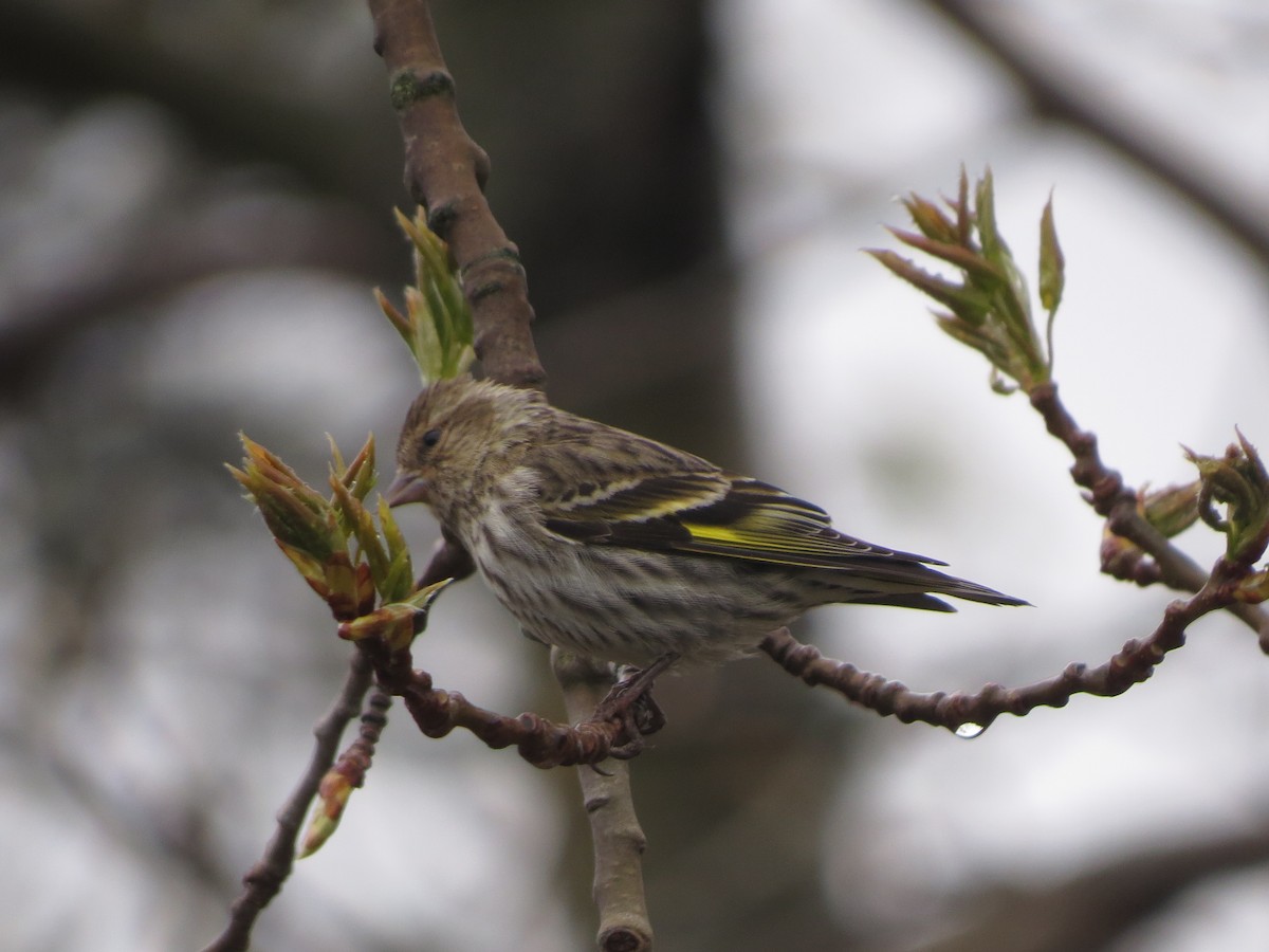 Pine Siskin - ML638331127