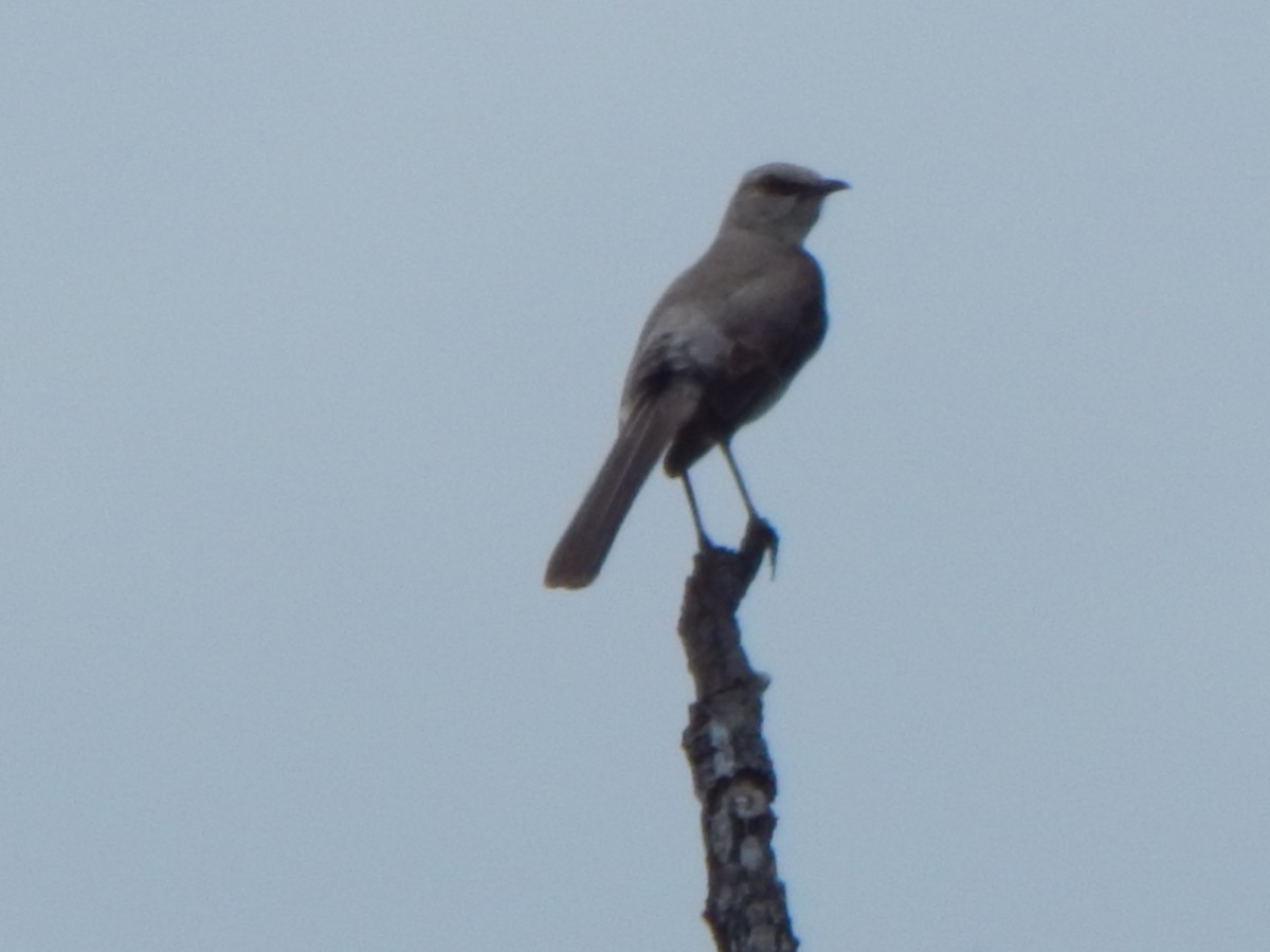 Northern Mockingbird - ML638331143
