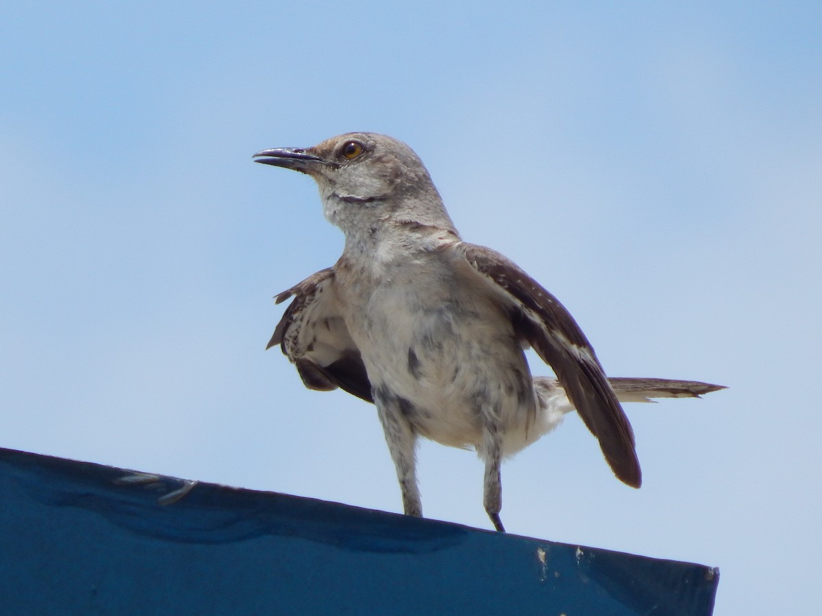 Northern Mockingbird - ML638331144
