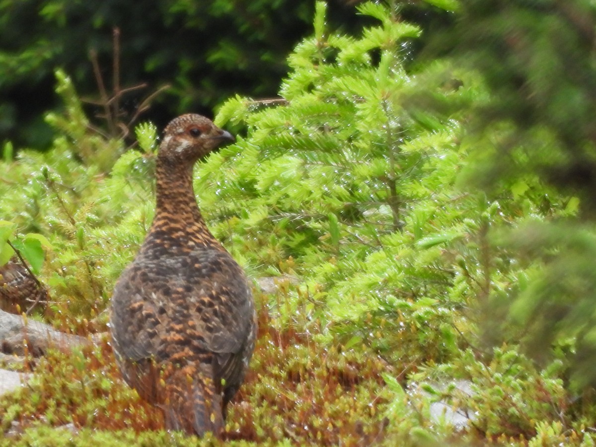Spruce Grouse - ML638331156
