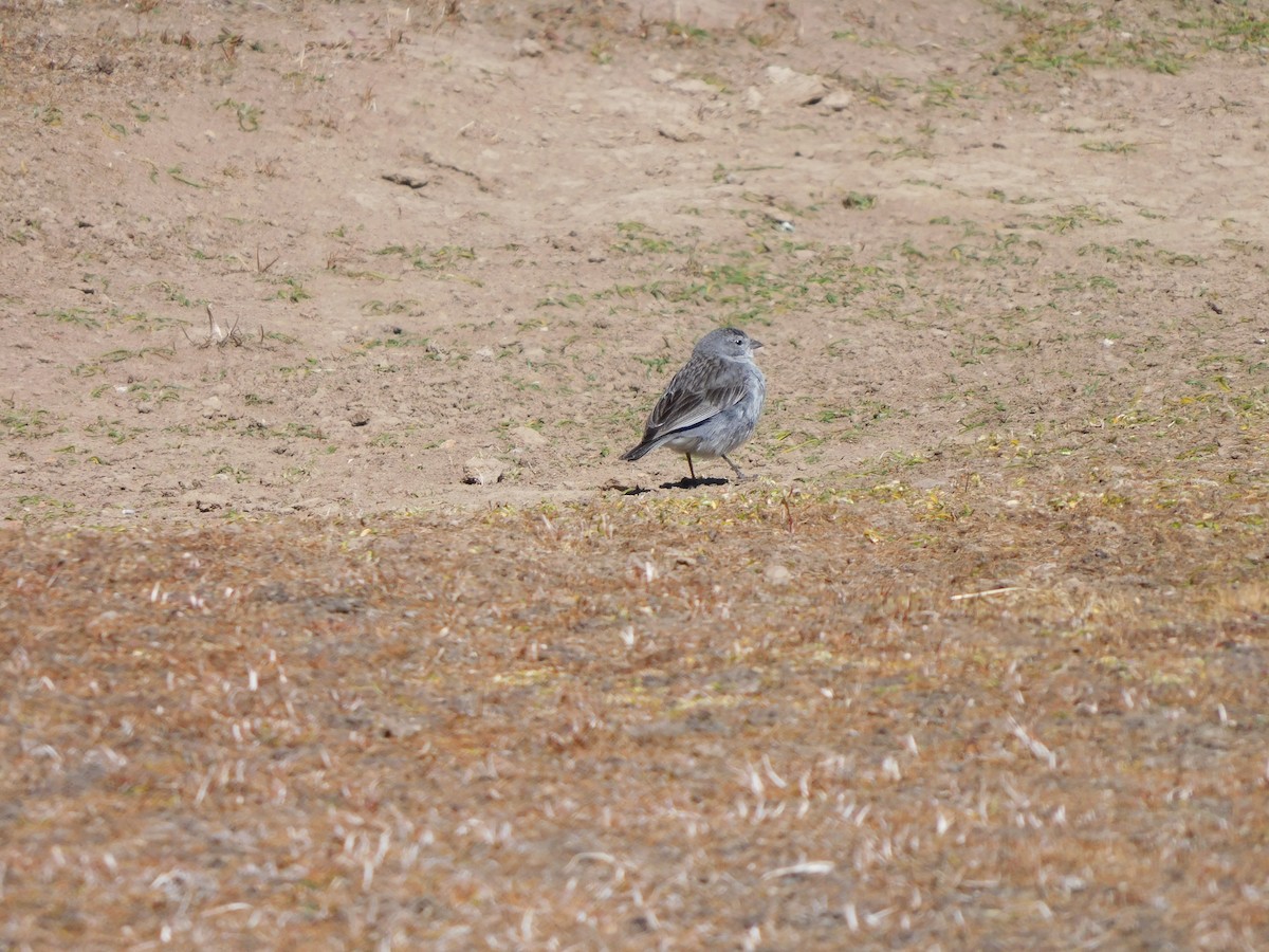 Ash-breasted Sierra Finch - ML638331172