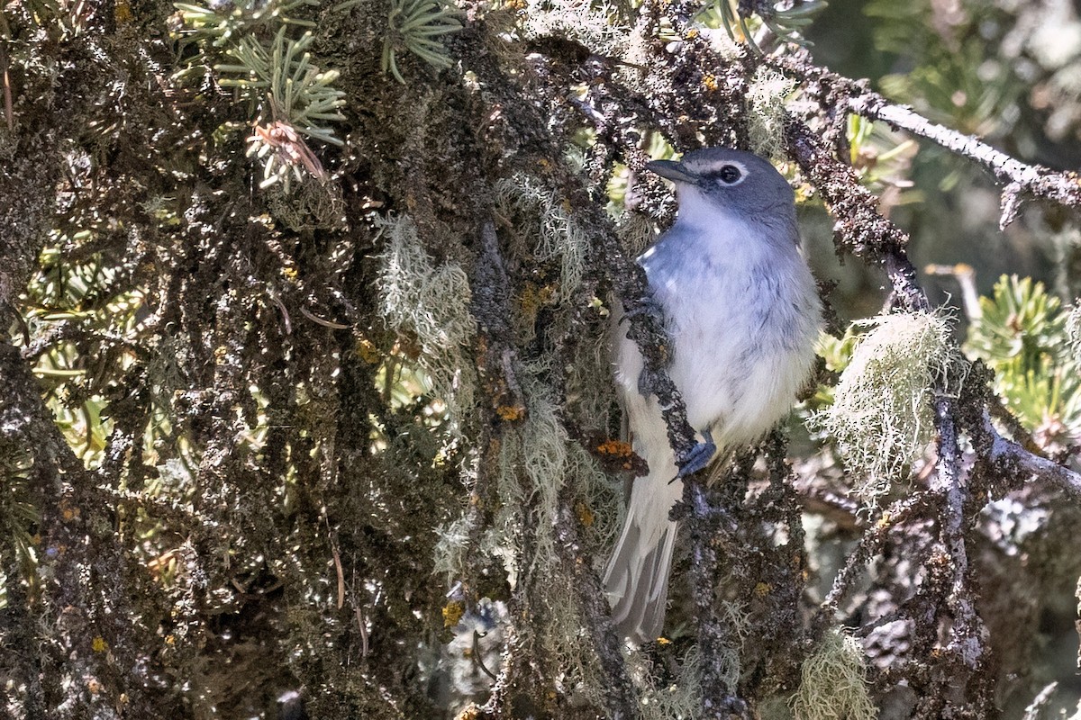 Plumbeous Vireo - ML638331198