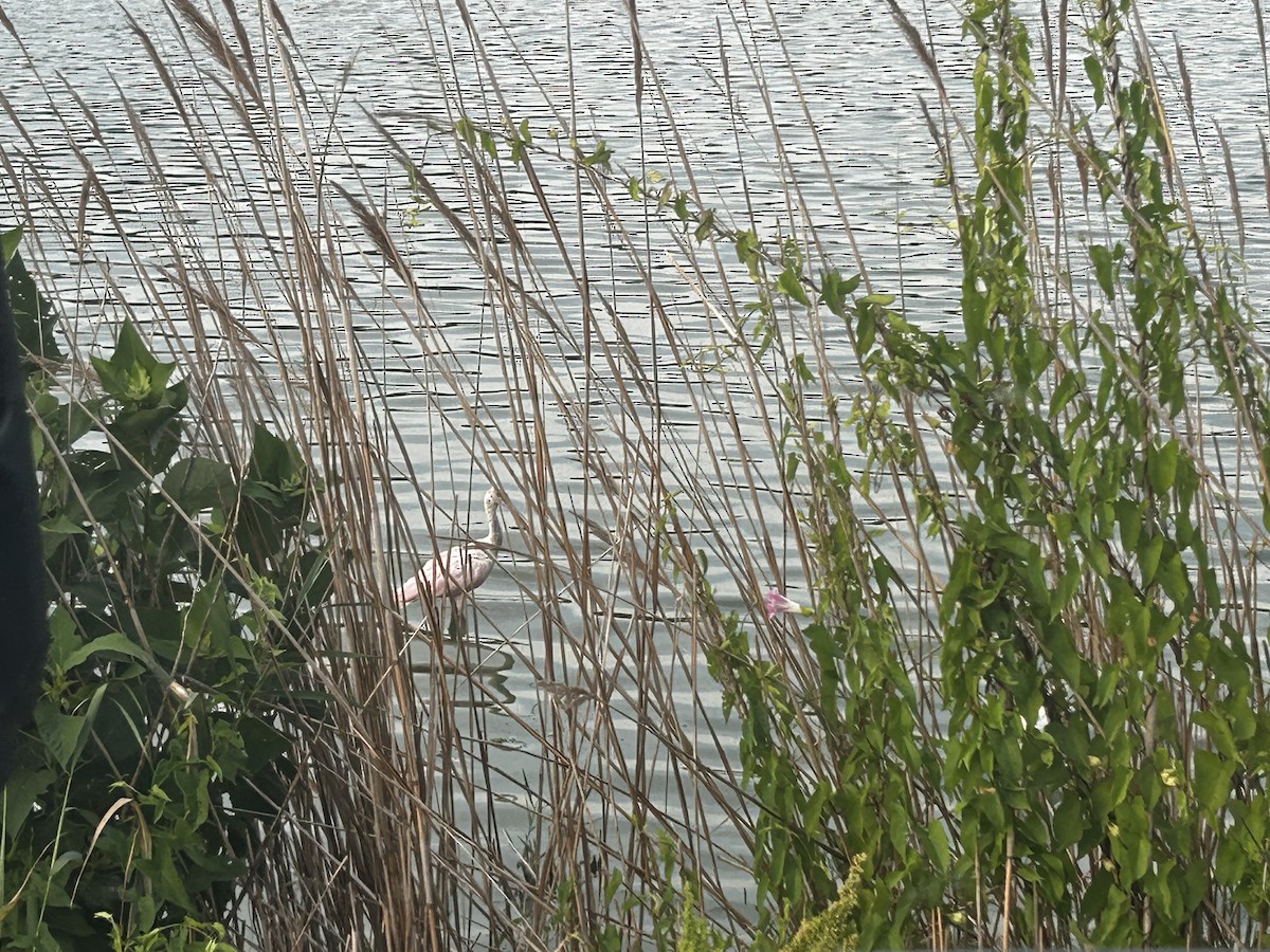 Roseate Spoonbill - ML638331212