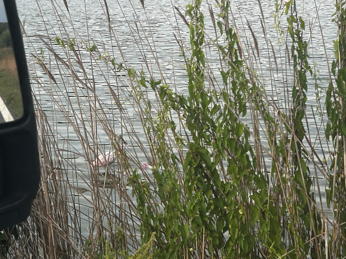Roseate Spoonbill - ML638331213