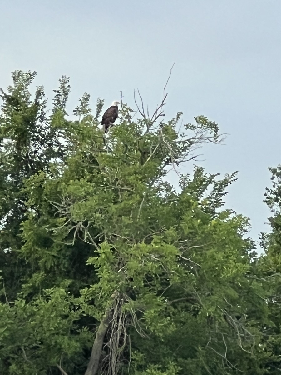 Bald Eagle - ML638331214
