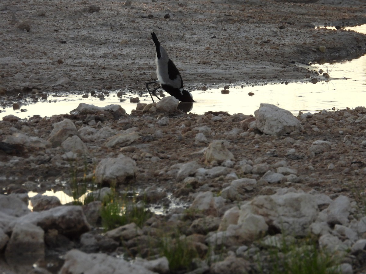 Blacksmith Lapwing - ML638331220