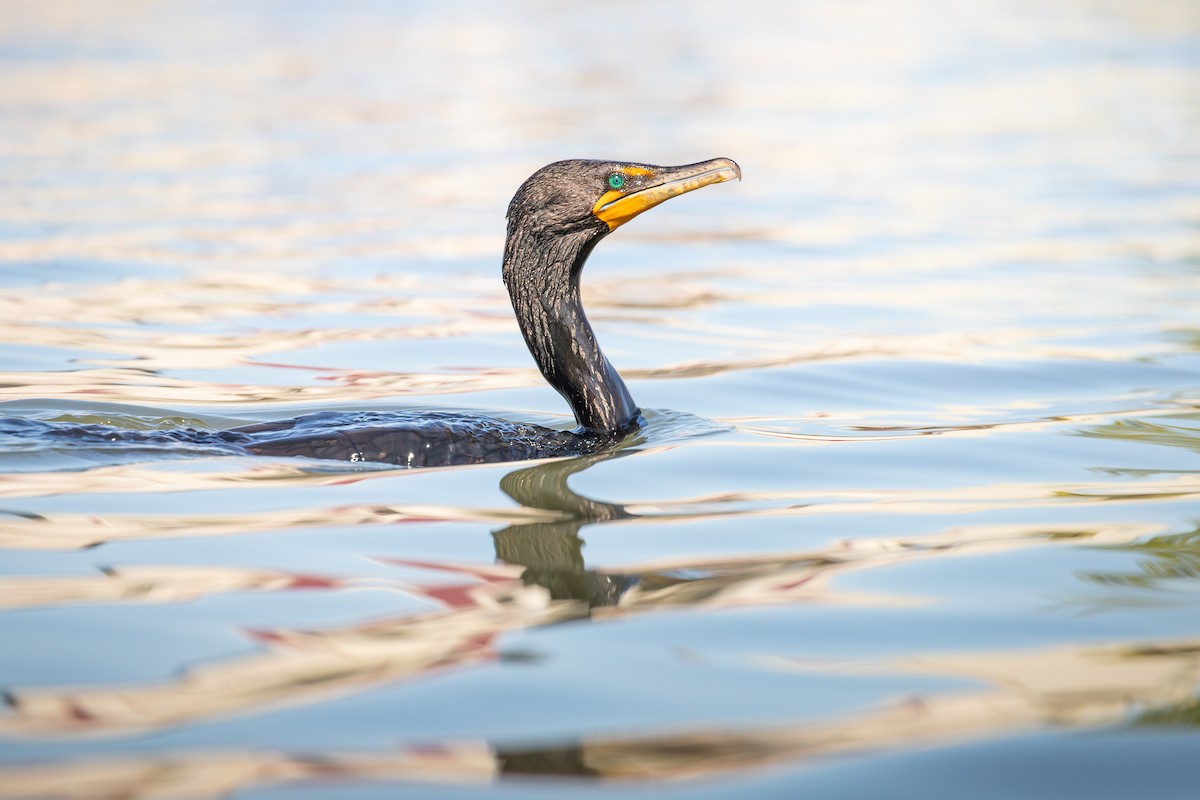 Double-crested Cormorant - ML638331234