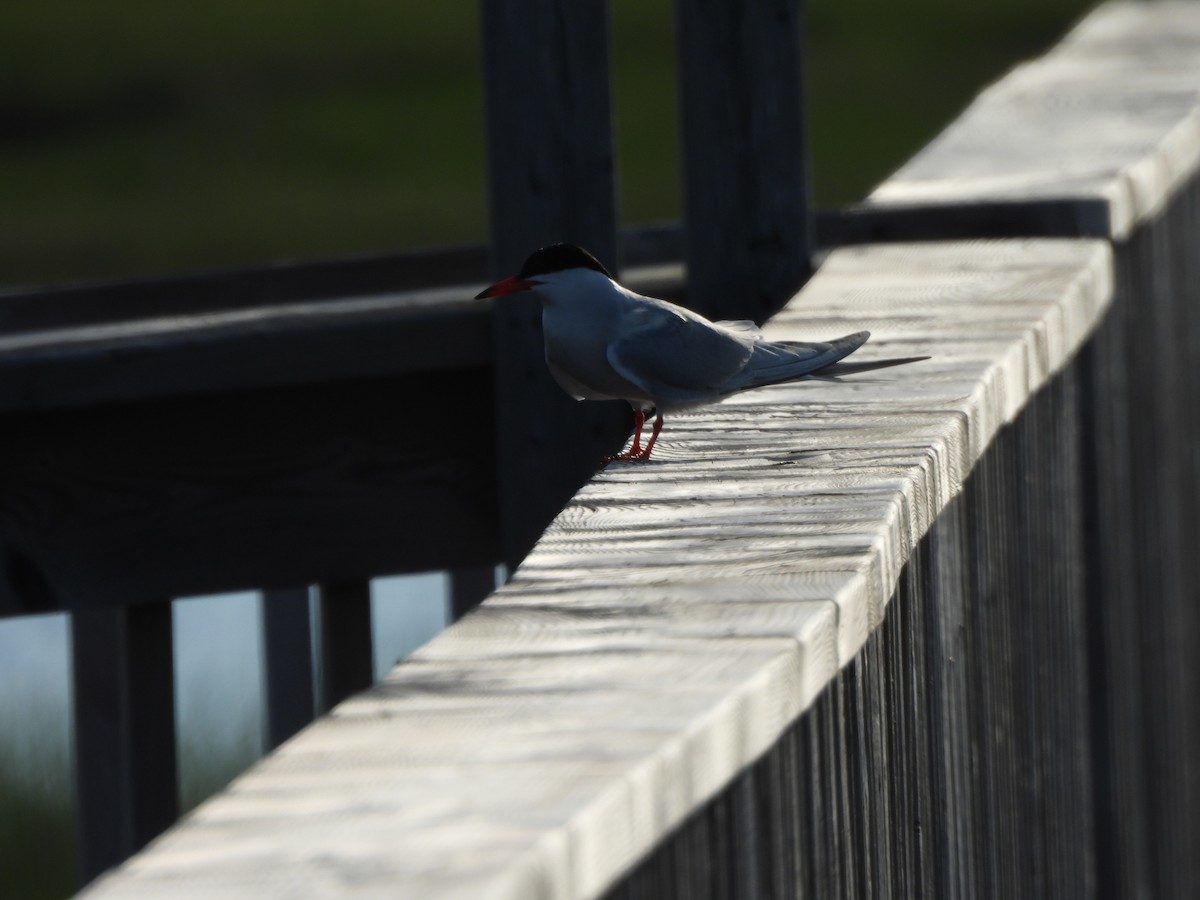 Common Tern - ML638331261