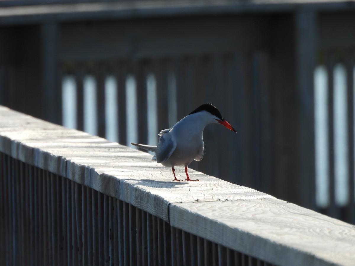 Common Tern - ML638331262