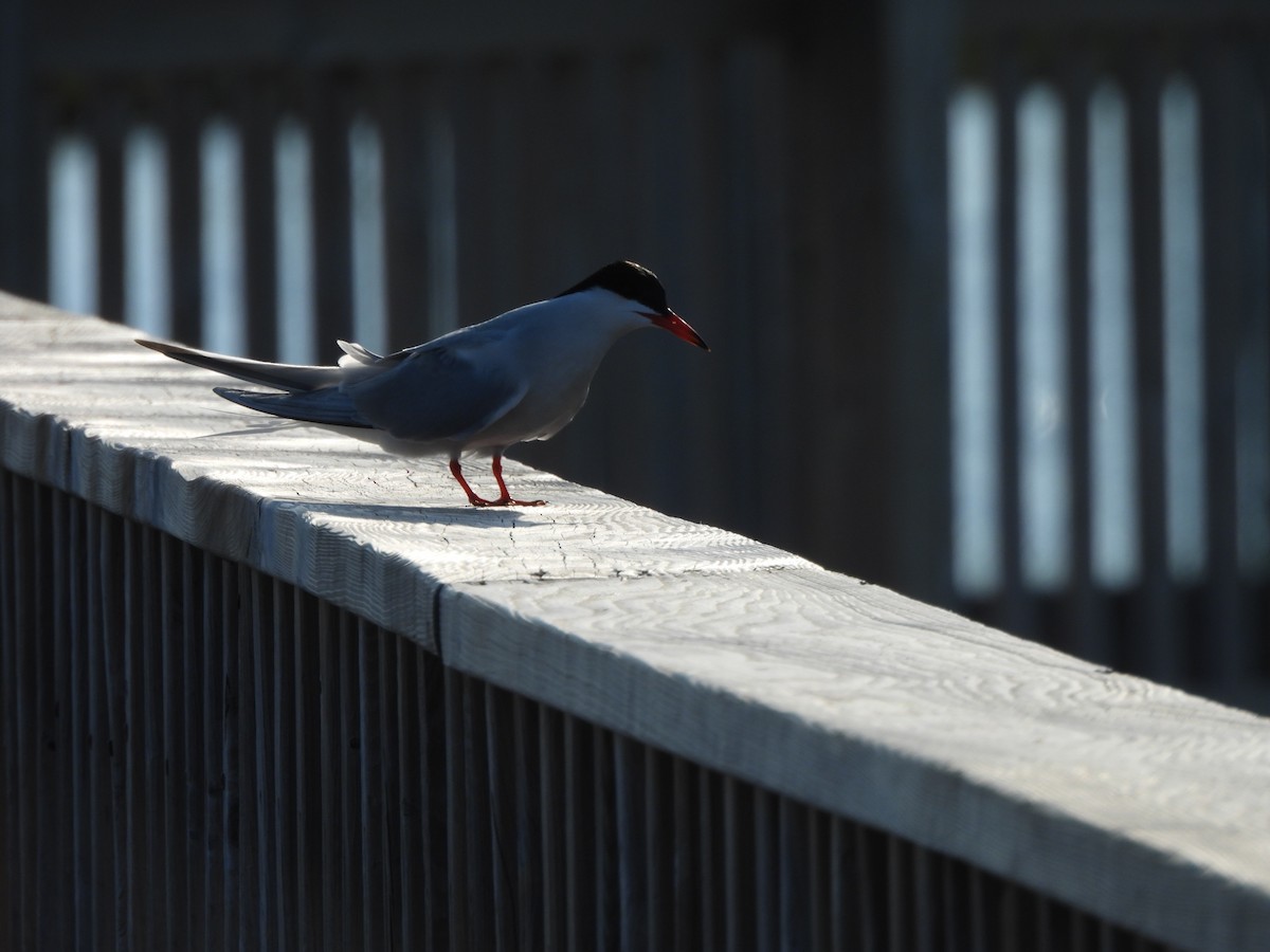 Common Tern - ML638331263