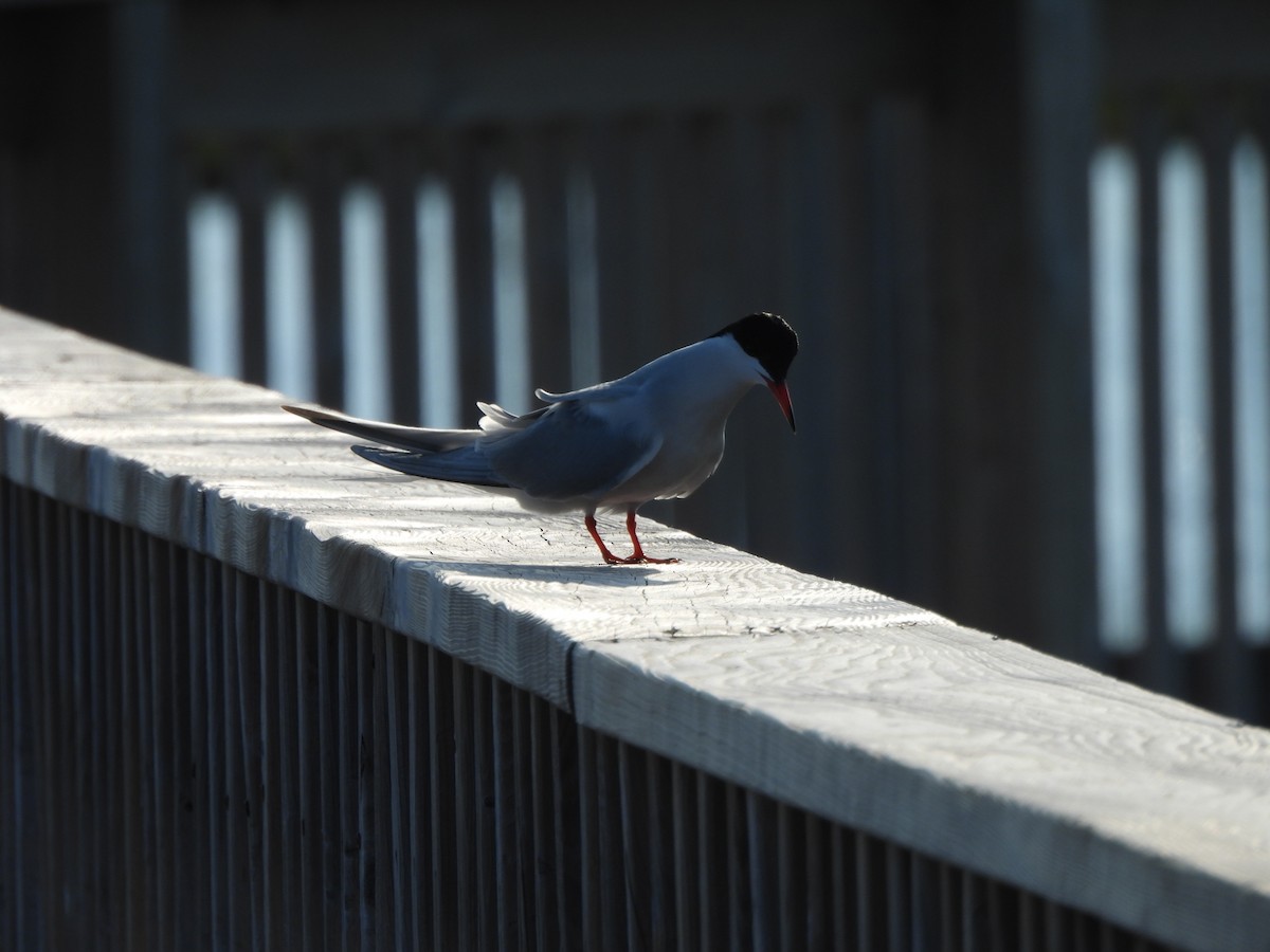 Common Tern - ML638331264