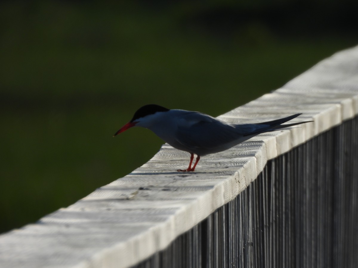 Common Tern - ML638331266