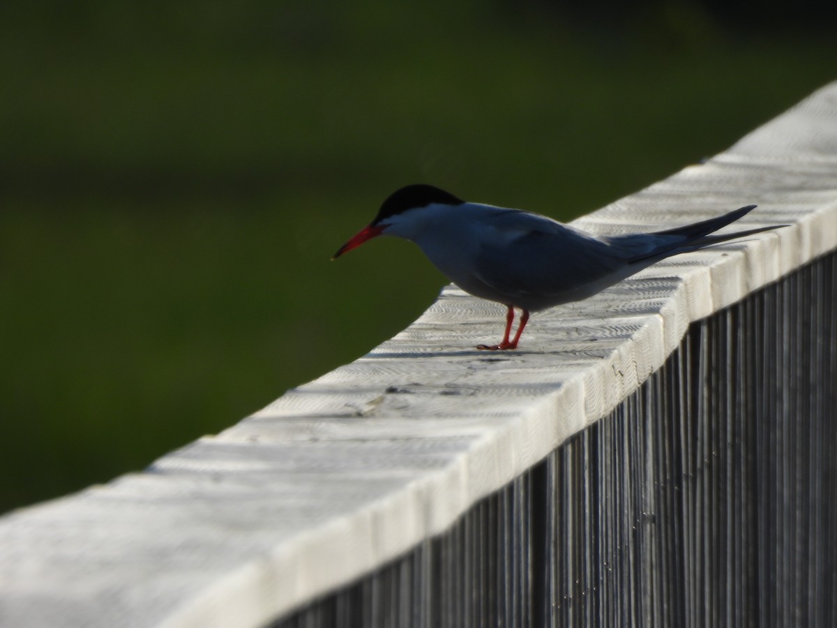 Common Tern - ML638331267