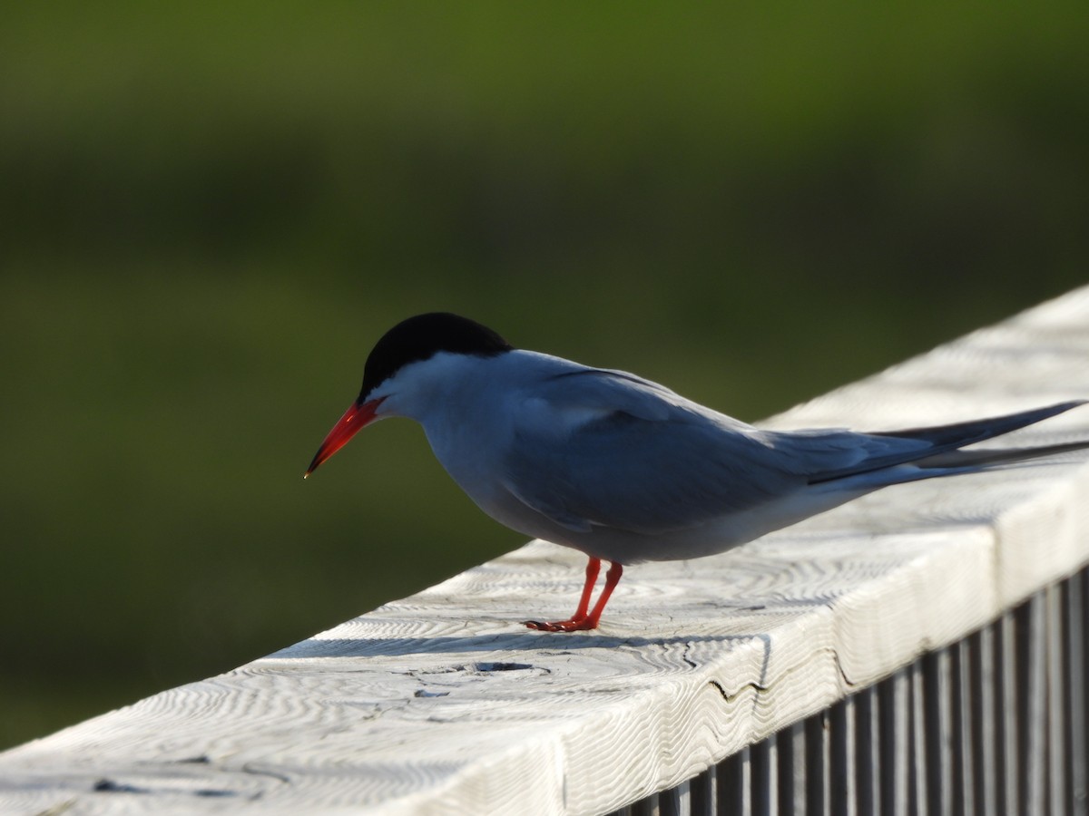 Common Tern - ML638331268