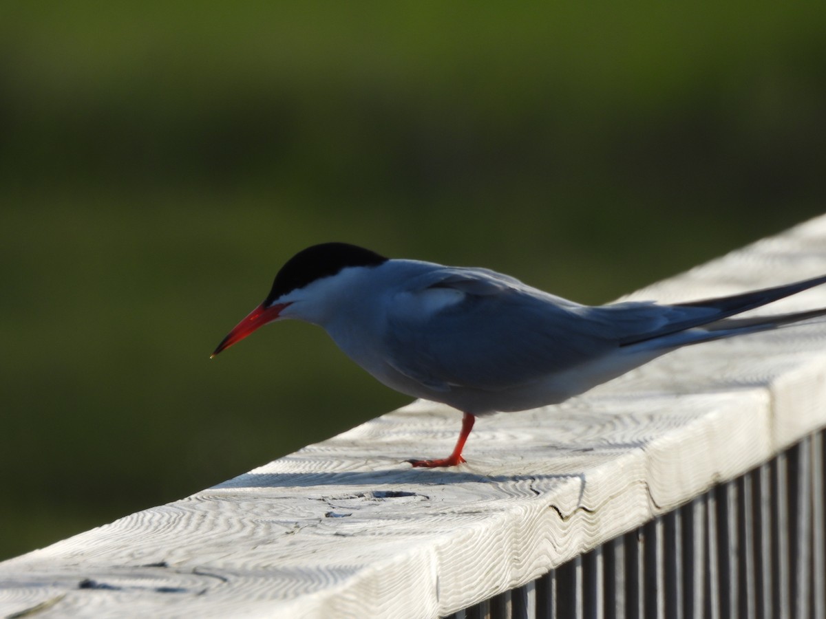 Common Tern - ML638331291