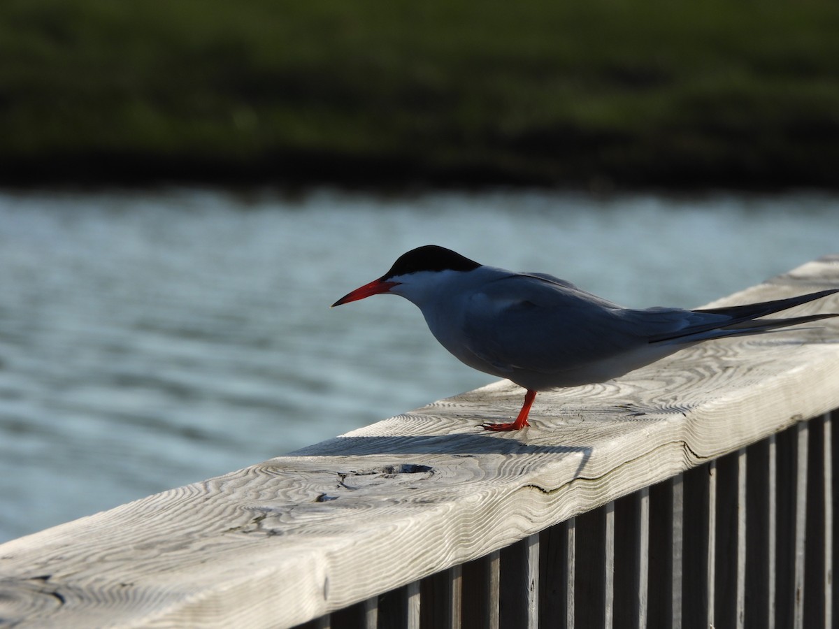 Common Tern - ML638331292