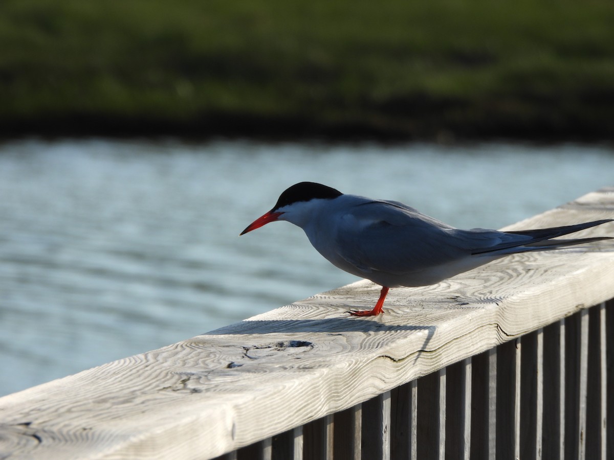 Common Tern - ML638331293