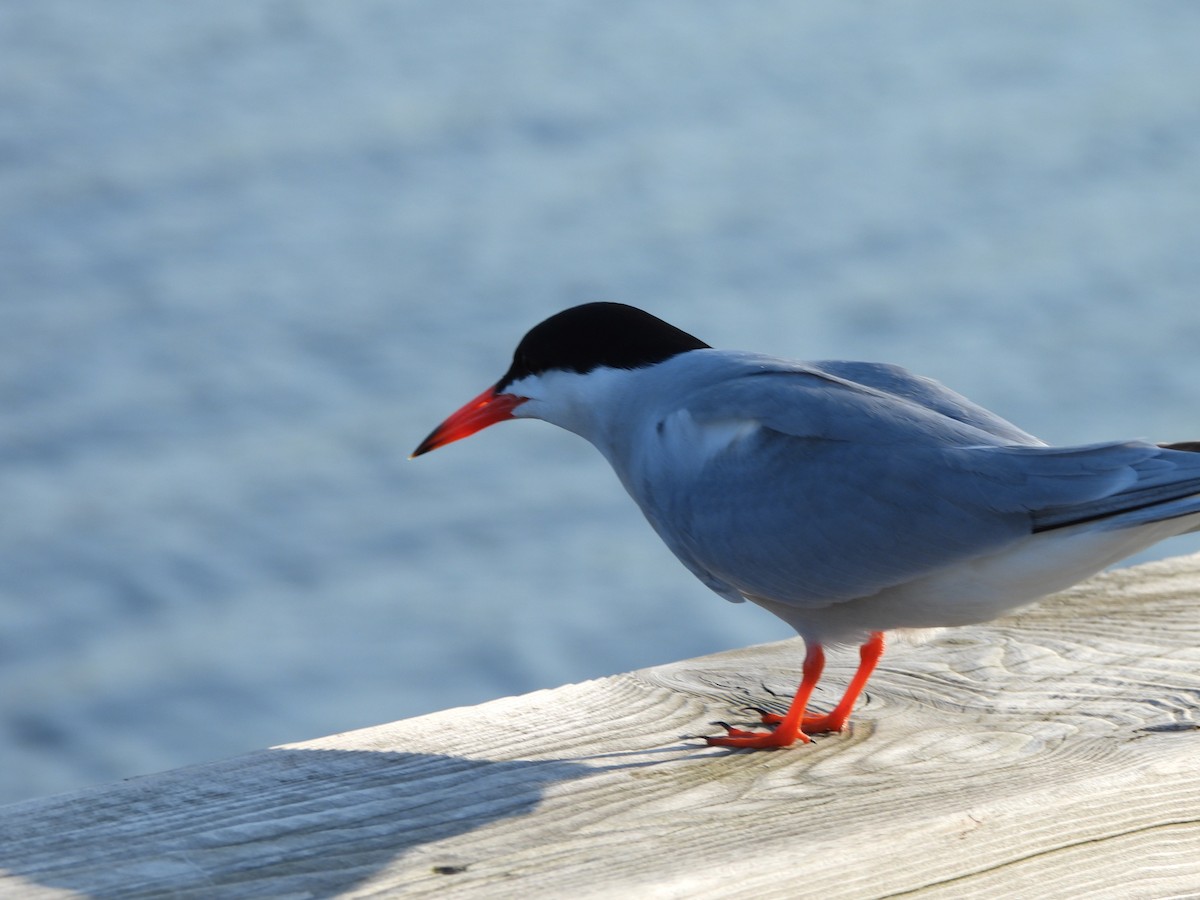 Common Tern - ML638331294