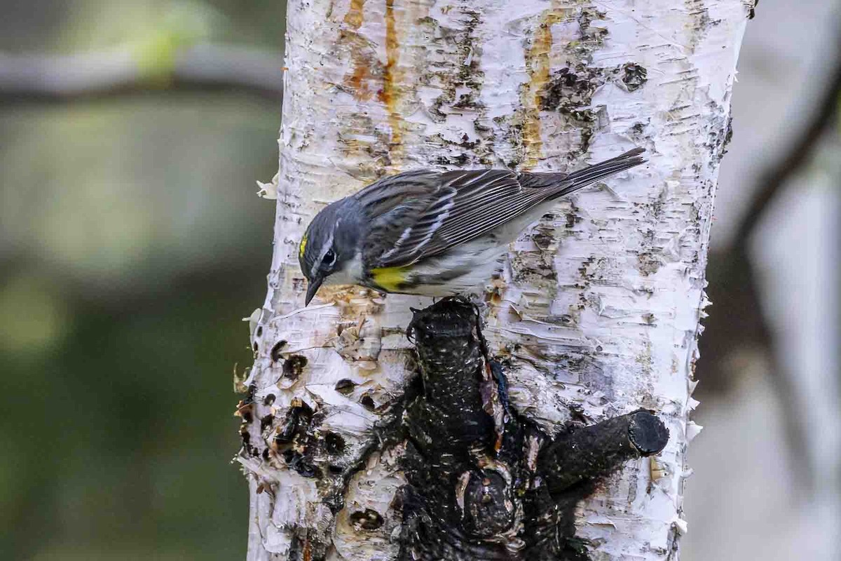 Yellow-rumped Warbler - ML638331307