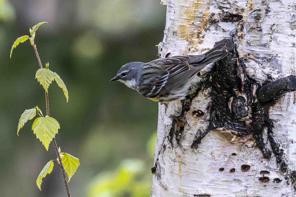 Yellow-rumped Warbler - ML638331308