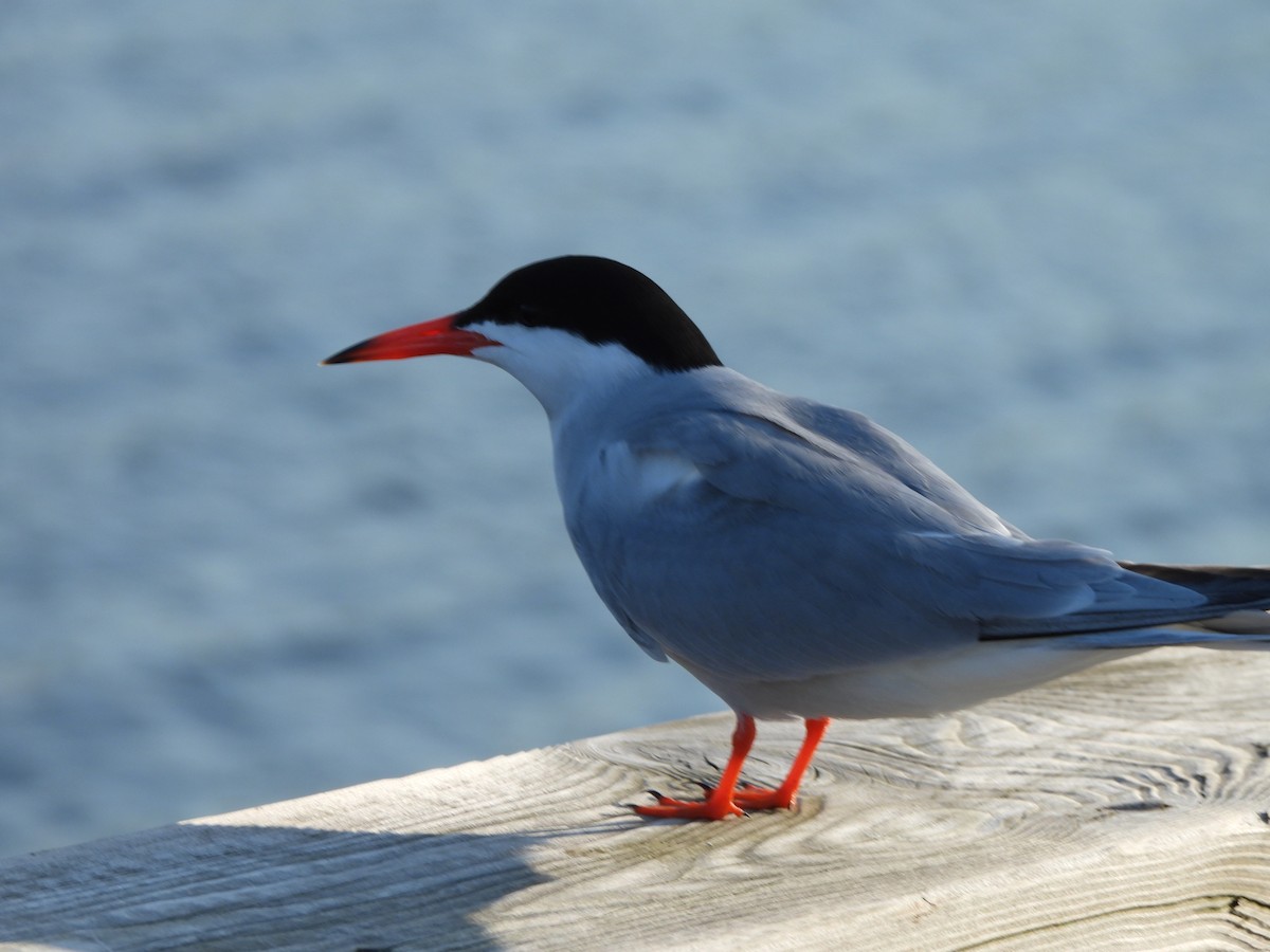 Common Tern - ML638331309